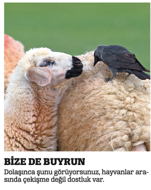 Hem fotoğraf çekiyoruz hem çile